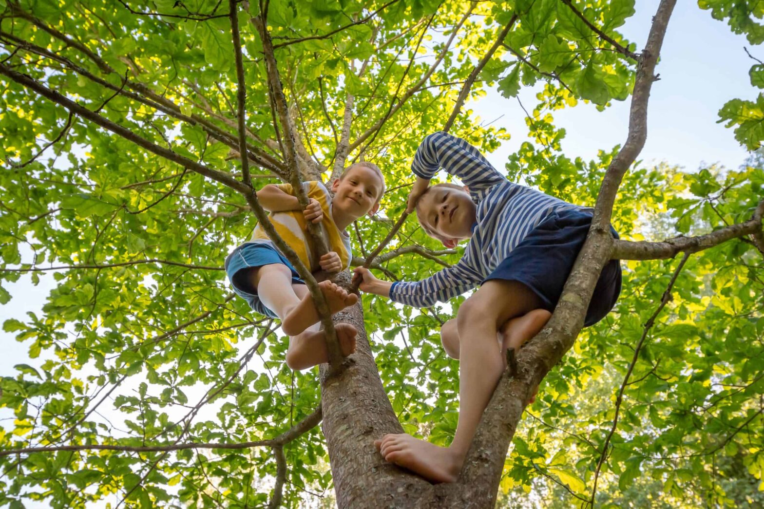 Two little boys friends climbed tree and look smiling