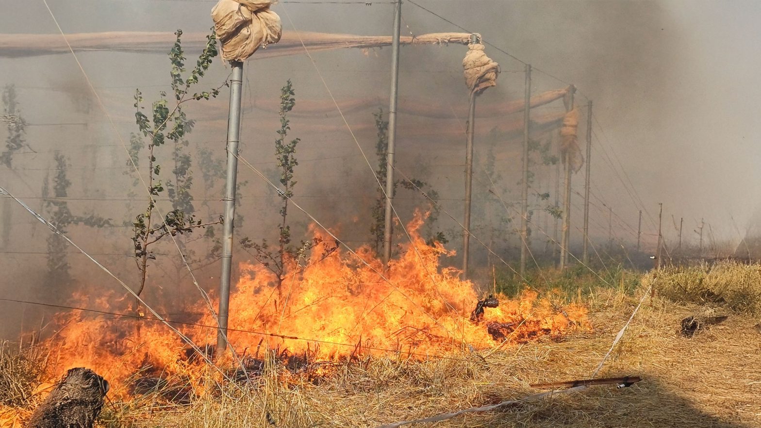 Landbouw in Noord-Israël verwoest door brand