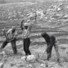 Bewerking land in de Negev - Yatir Woud