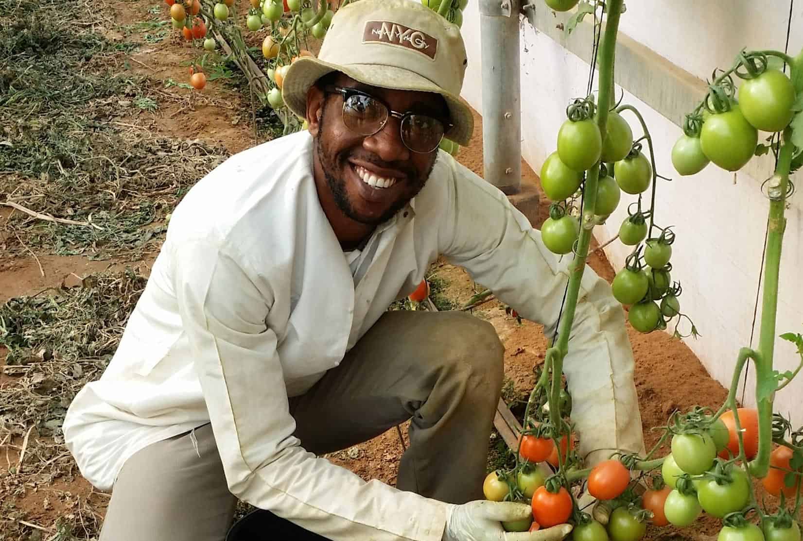 Tomaten landbouw