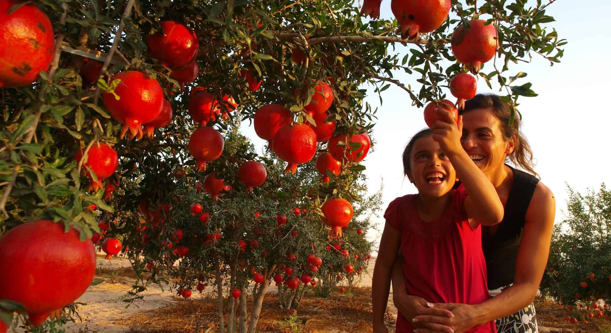 Moeder en dochter plukken granaatappels ; Israel tot bloei