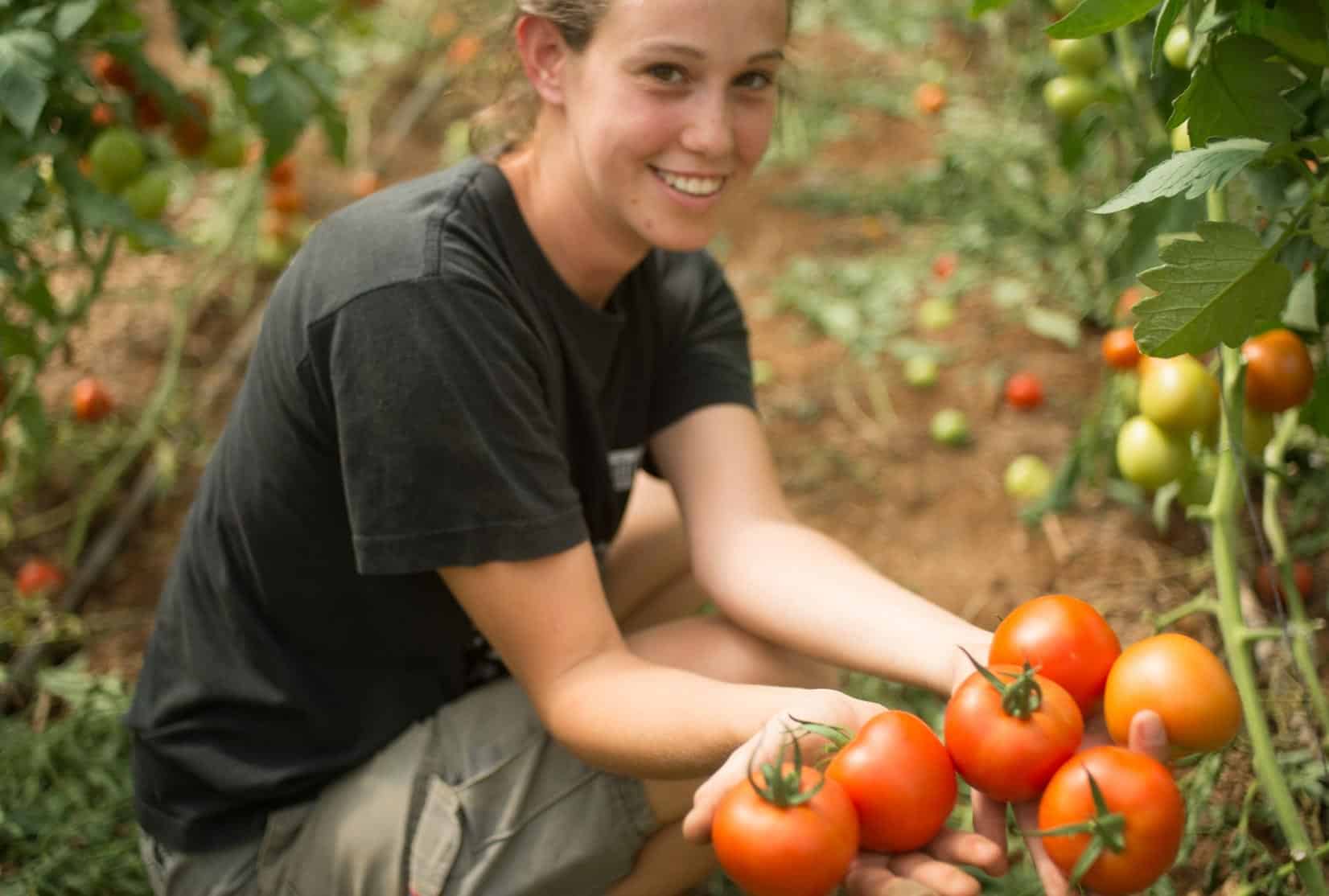 Duurzame landbouw van tomaten