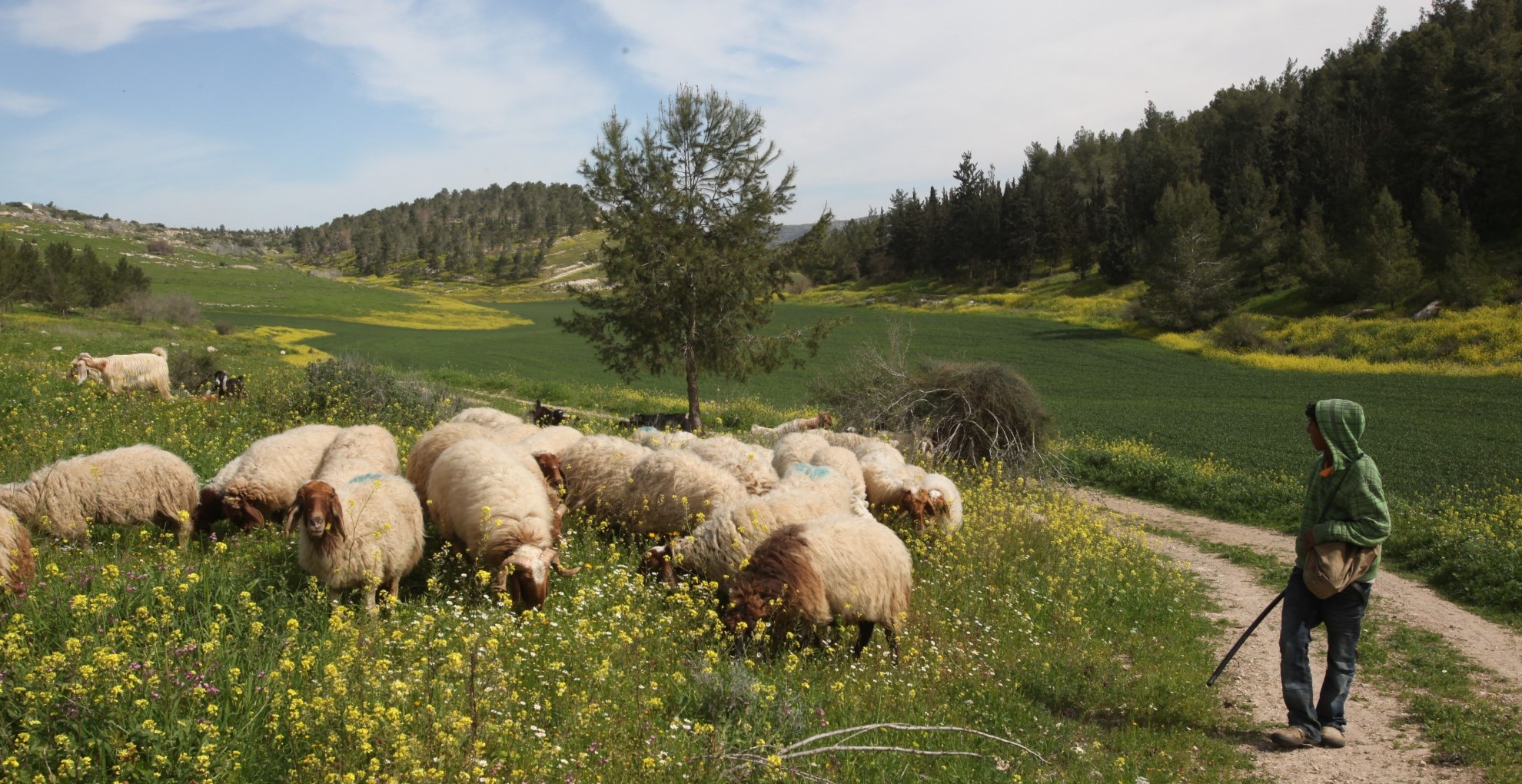 Herder met grazende kudde schapen - Foto: Josy Zamir