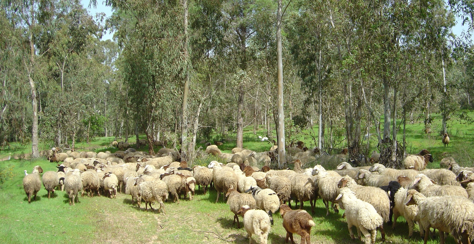 Grazende schapen in het bos - Foto: Michal Chori
