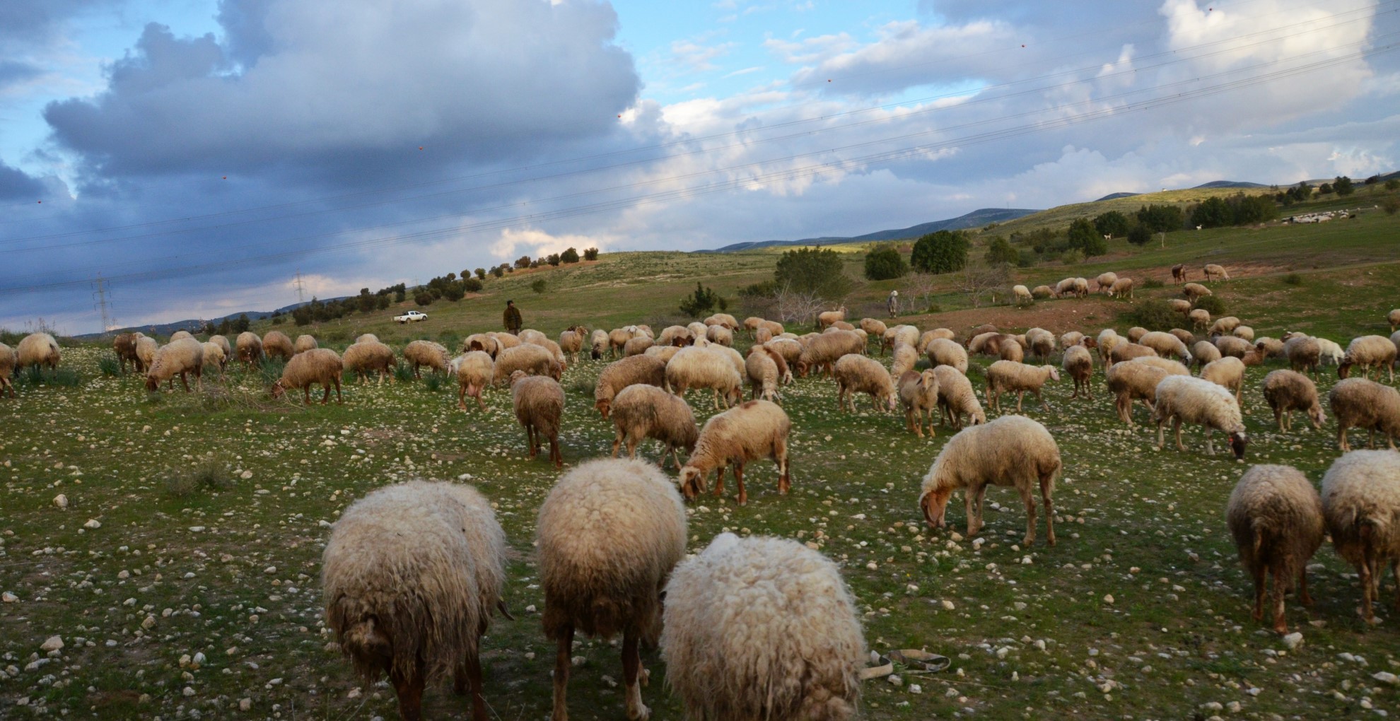 Grazende kudde schapen