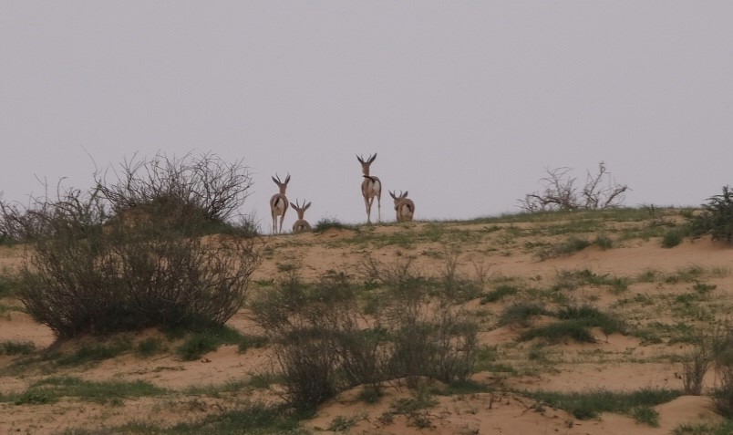 dag 3 - gazelles