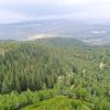 Pelgrim Groeibos