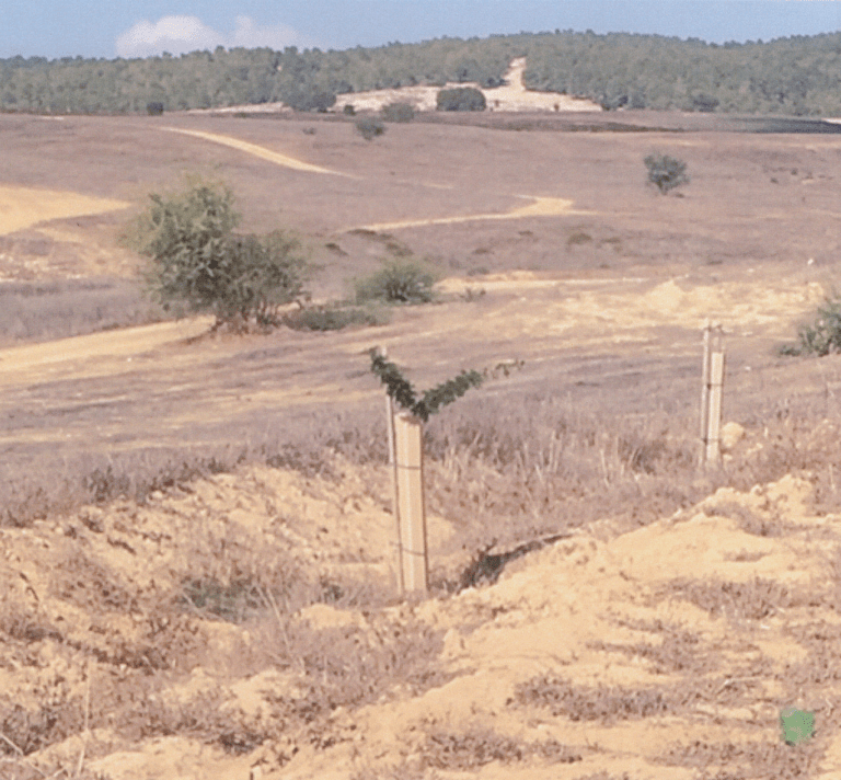 Jessy Blumenthal Park