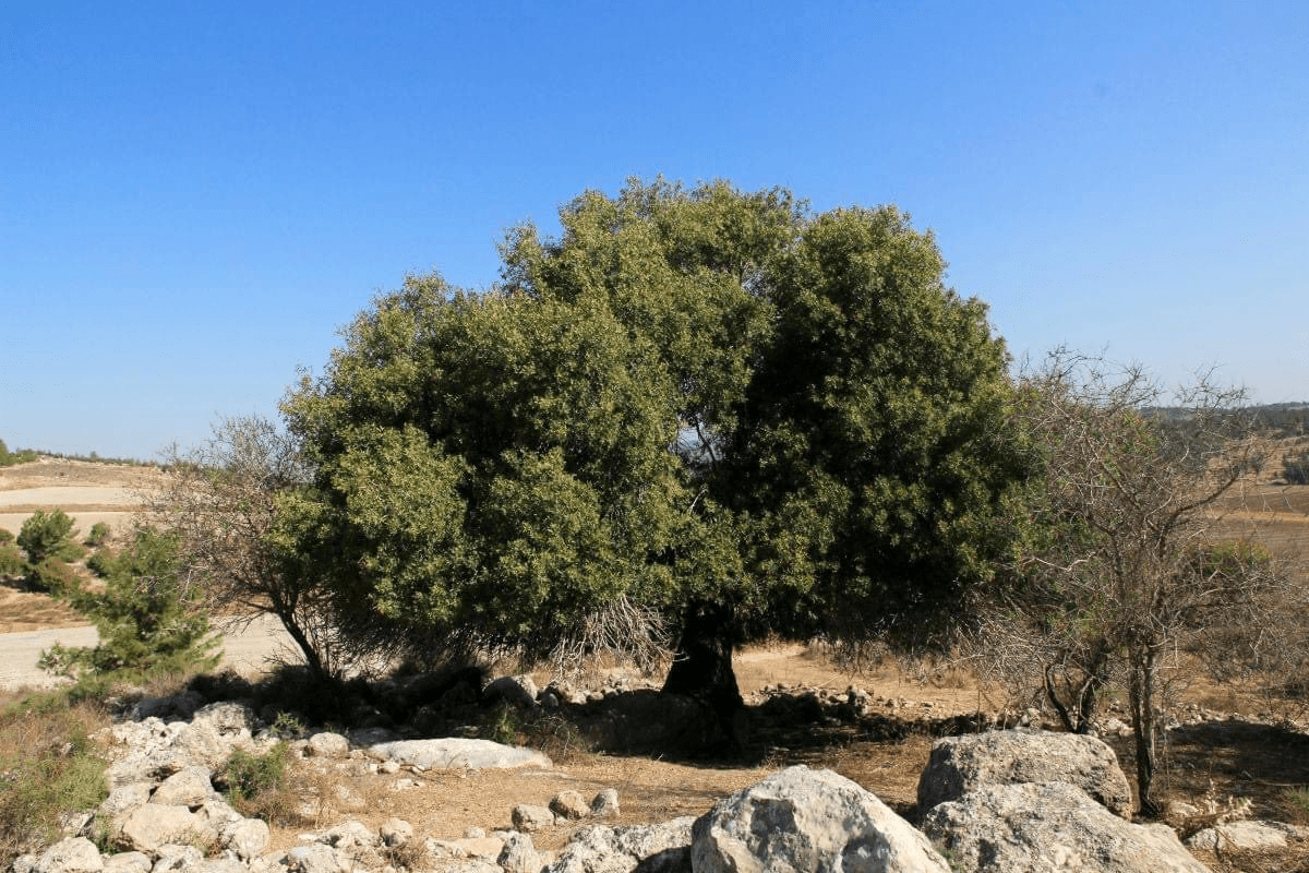 Olijfboom in het Vredeswoud