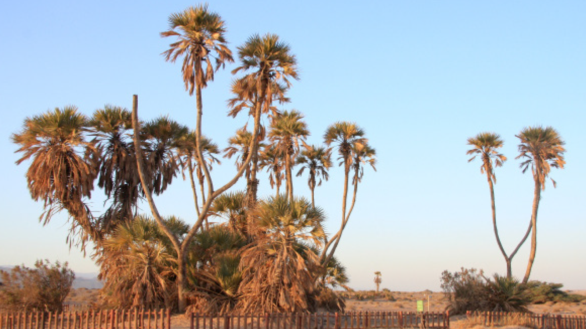 De wilde doum palm