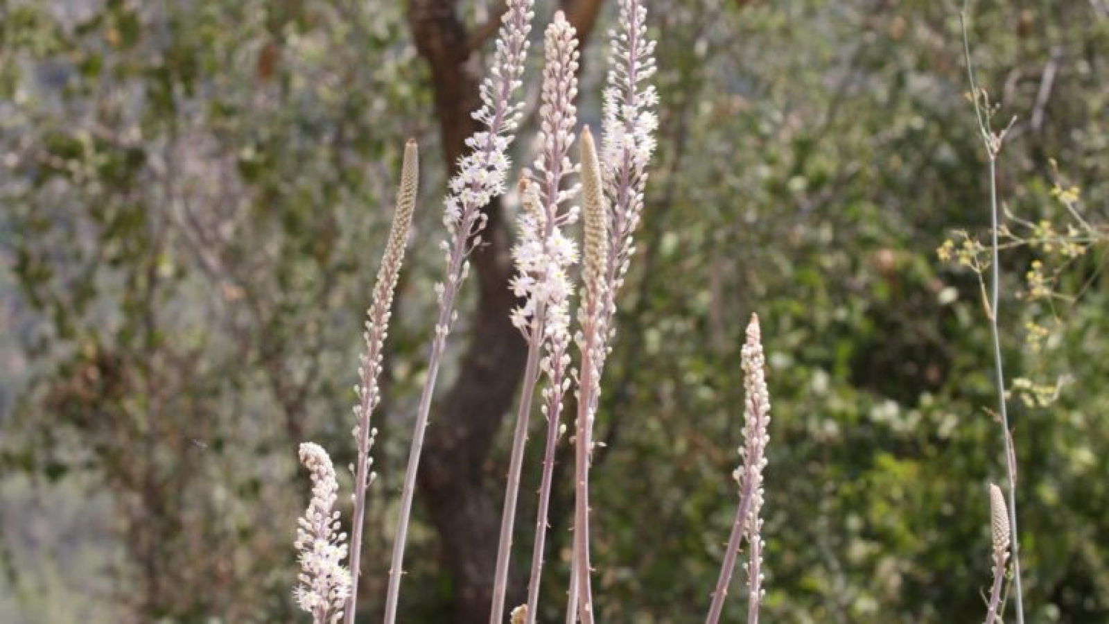 Drimia maritima bloemen - herfst