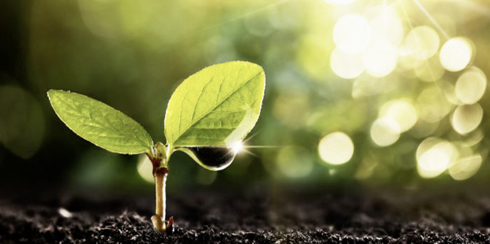 Dag van de aarde, earth day