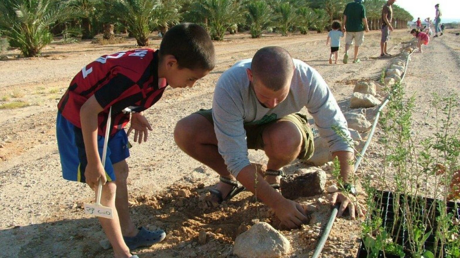 Acacia zaailing planten in de Negev - Onze groene kraamkamers