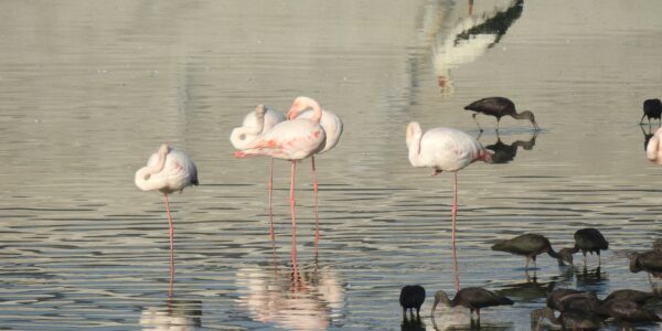 Ooievaars flamingos en ibissen waterreservoir Noord Israël