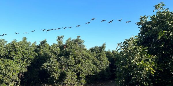 Zwarte slanke ibissen in de lucht - website