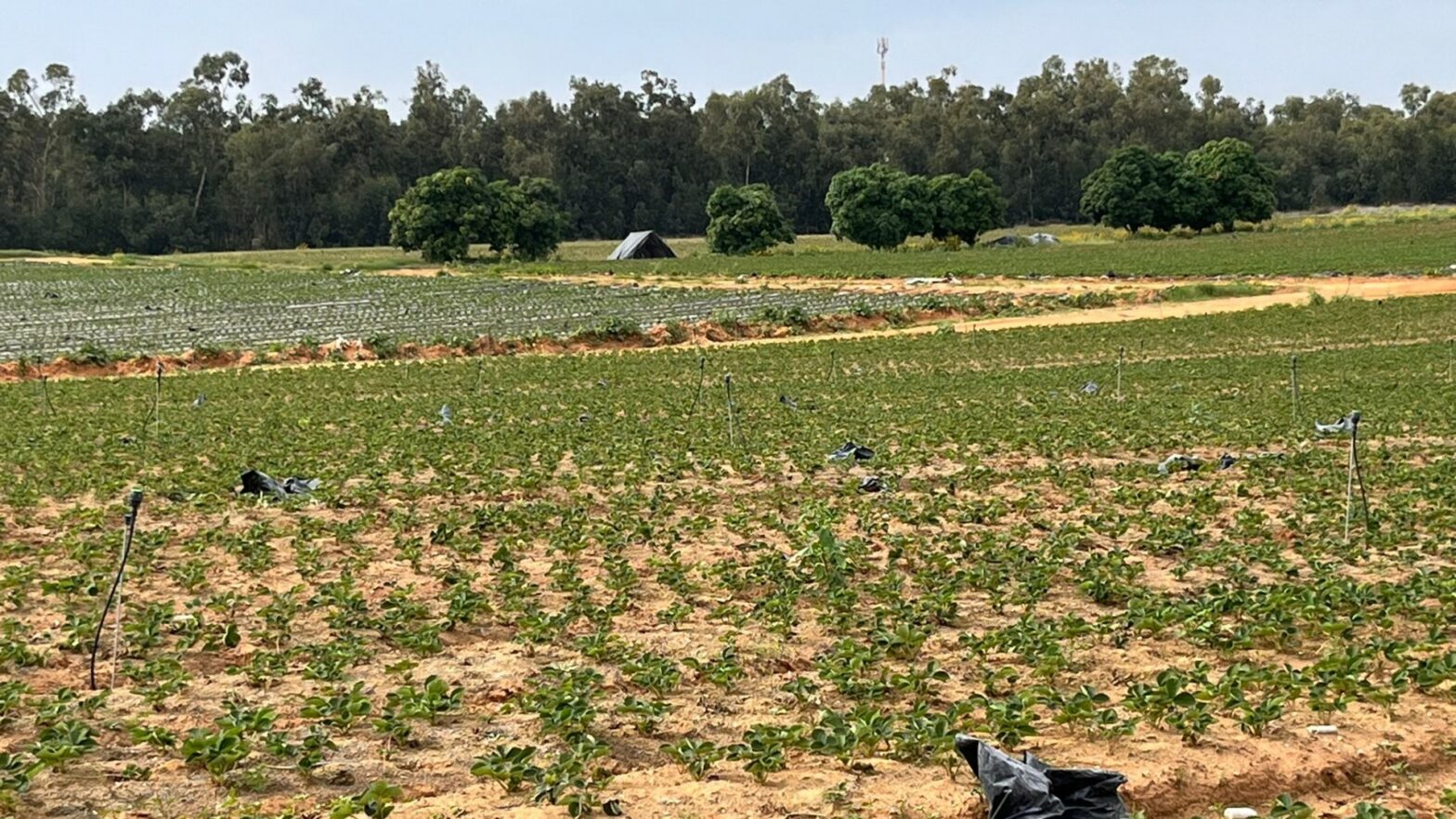 Aardbeienveld in Israël - waar May als vrijwilliger heeft gewerkt