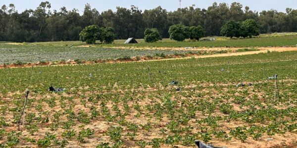 Aardbeienveld in Israël - waar May als vrijwilliger heeft gewerkt