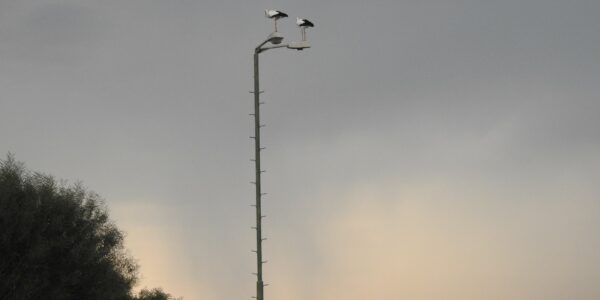 Twee ooievaars op een lantaarnpaal in het noorden van Israël