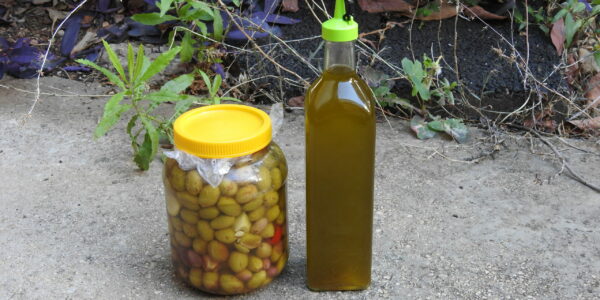 Olijven en olijfolie - Joanne's blog 13