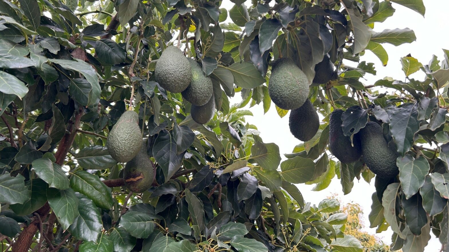 Joanne's blog 30 - avocado's