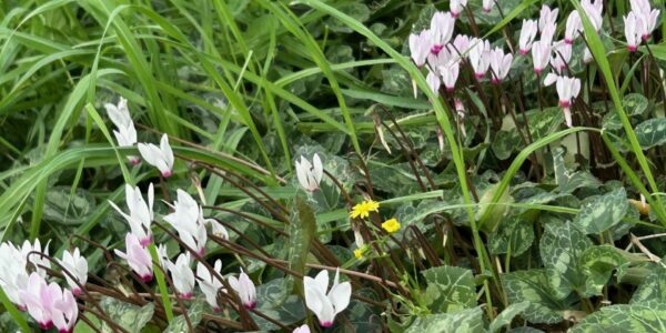 Lente bloemen - website Joanne's blog - Lente bloemen
