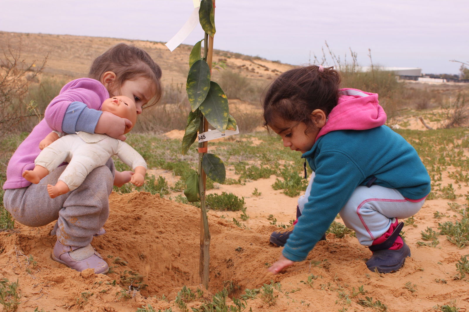 Agricultuur in de negev woestijn, het zuiden van Israël