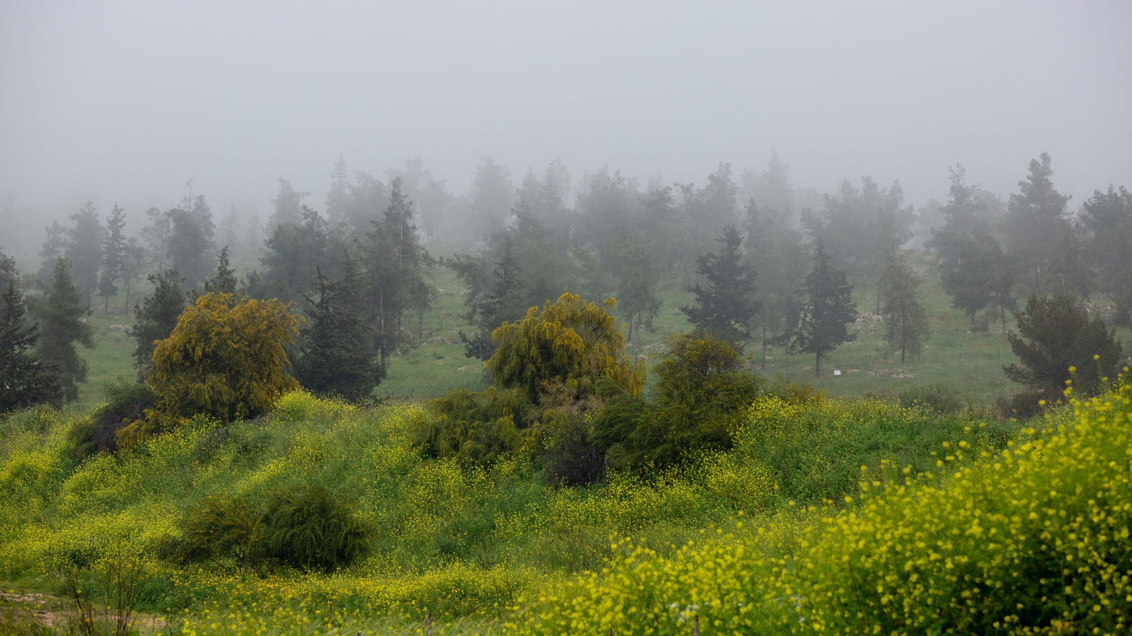 Nieuw Christenen voor Israël Park, Givat Hamoreh