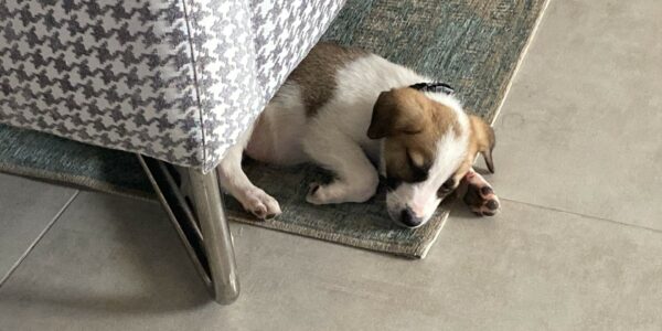WhatsApp Image 2024-04-08 at 16.14.58 Joanne's blog 36 - puppy