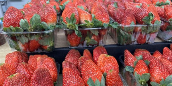 Joanne's blog 75 - Aardbeien