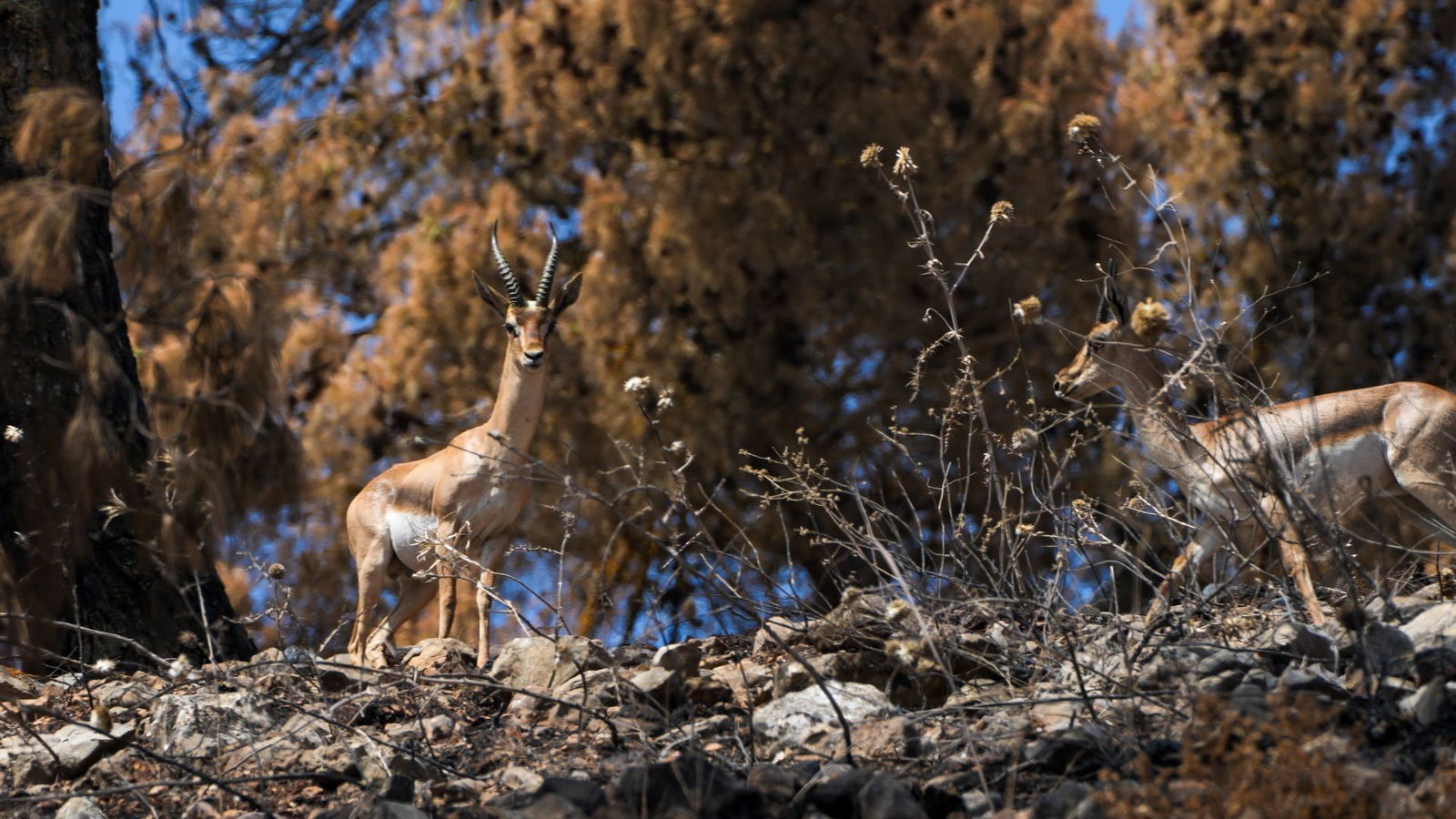 Verbranden bossen in het Biriya woud, Noord - Israël