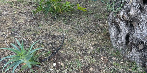 Joanne's blog 81 - Tuin Joanne