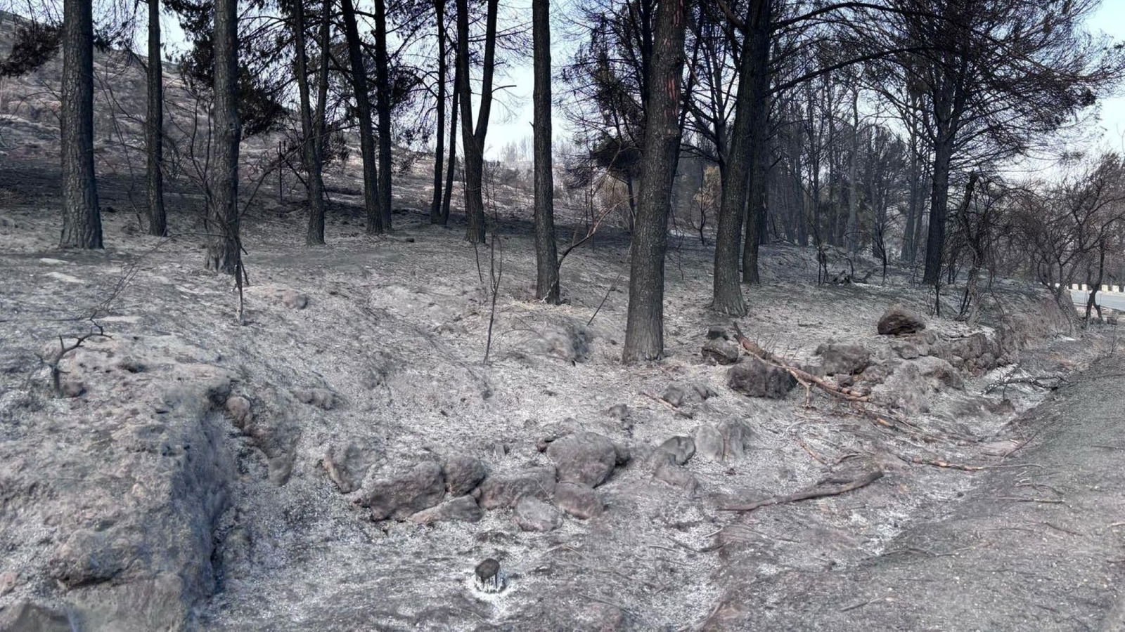 Verbrandde bossen in Israël