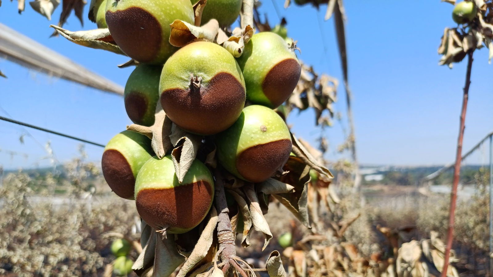 Annat Zisovich Charitt_20240620_103403_orchards - website Verbrandde gewassen - Samen sterk voor de landbouwsector