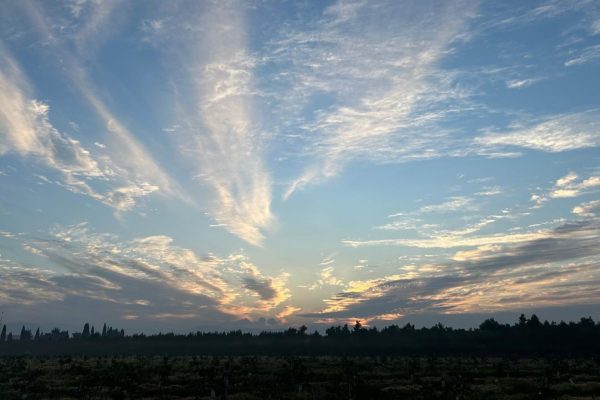 Joanne's blog 94 - noodsituatie voorbij