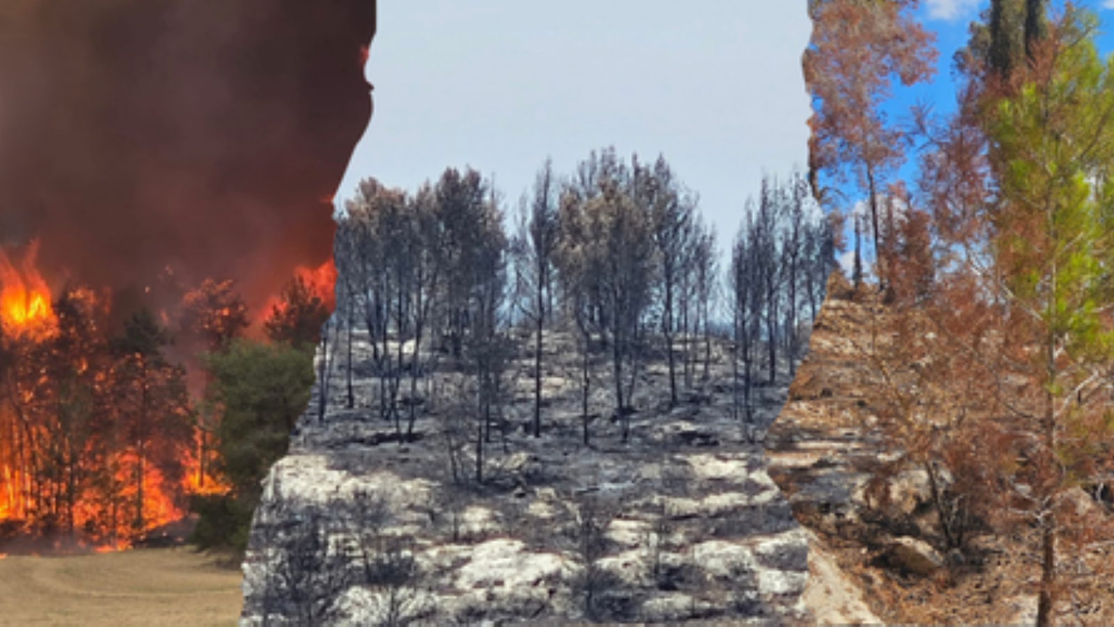 Update herstel bossen rondom Jeruzalem