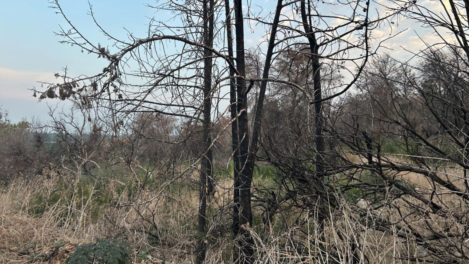 Joanne's blog 113 - JNF bossen herstellen voorzichtig