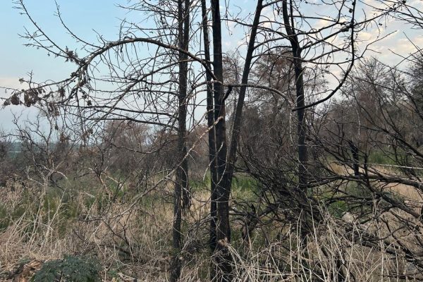 Joanne's blog 113 - JNF bossen herstellen voorzichtig