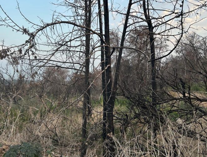 Joanne's blog 113 - JNF bossen herstellen voorzichtig