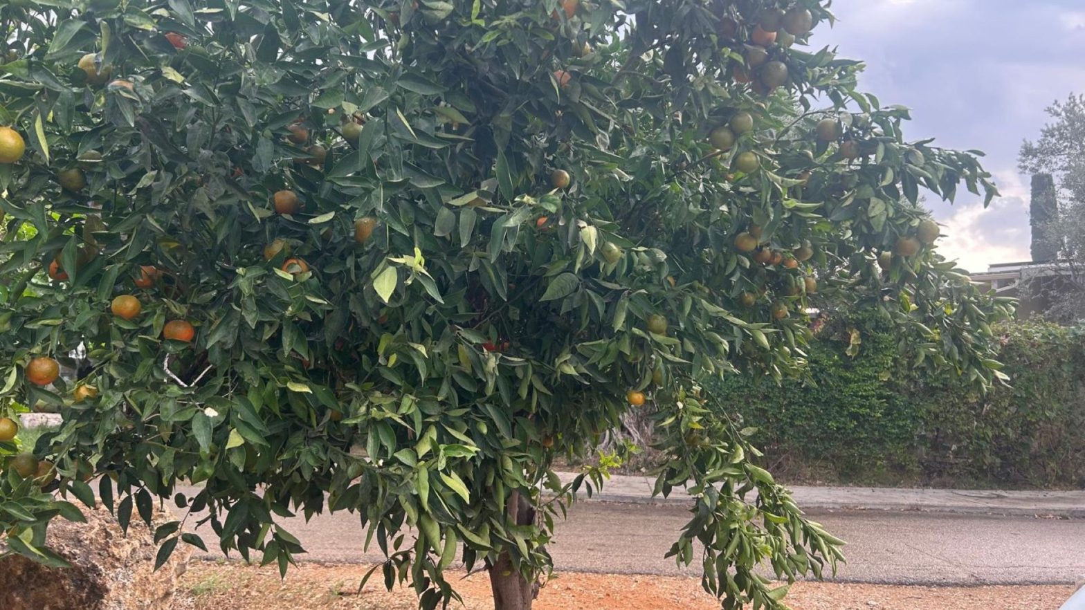 Joanne's blog 112 - Manderijnenboom