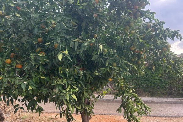 WhatsApp Image 2025-11-17 at 10.01.58 (4) - website Joanne's blog 112 - Manderijnenboom