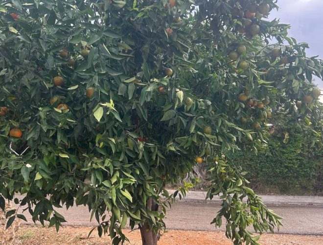 Joanne's blog 112 - Manderijnenboom