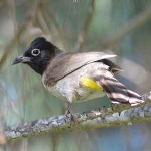 Arabische buulbuul - website Vogels Nitzana park - Arabische buulbuul