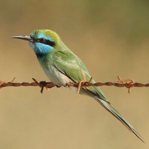 Arabische kleine groene bijeneter - website Vogels Nitzana park - Arabische kleine groene bijeneter