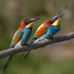 Europese bijeneter - website Vogels Nitzana park -Europese bijeneter