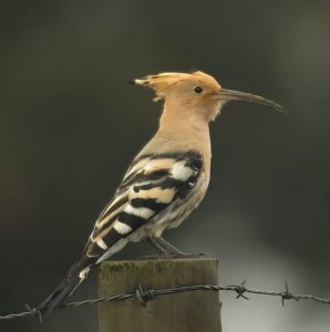 Hop - website Vogels Nitzana park - Hop