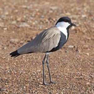 Indische Maina - website Vogels Nitzana park - Indische Maina