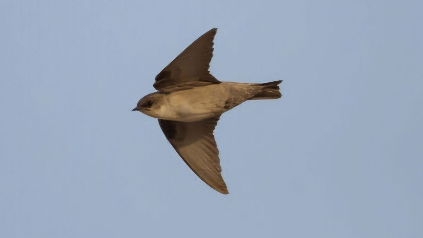 Kaapse rotszwaluw - website Vogels Nitzana park - Kaapse Rotszwaluw