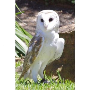 Kerkuil - website Vogels Nitzana park - Kerkuil