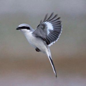 Klapekster - website Vogels Nitzana park - Klapekster