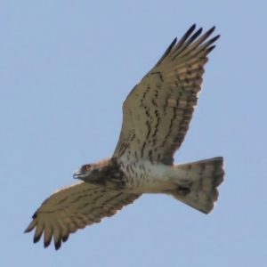 Palestijnse honingzuiger - website Vogels Nitzana park - Palestijnse honingzuiger